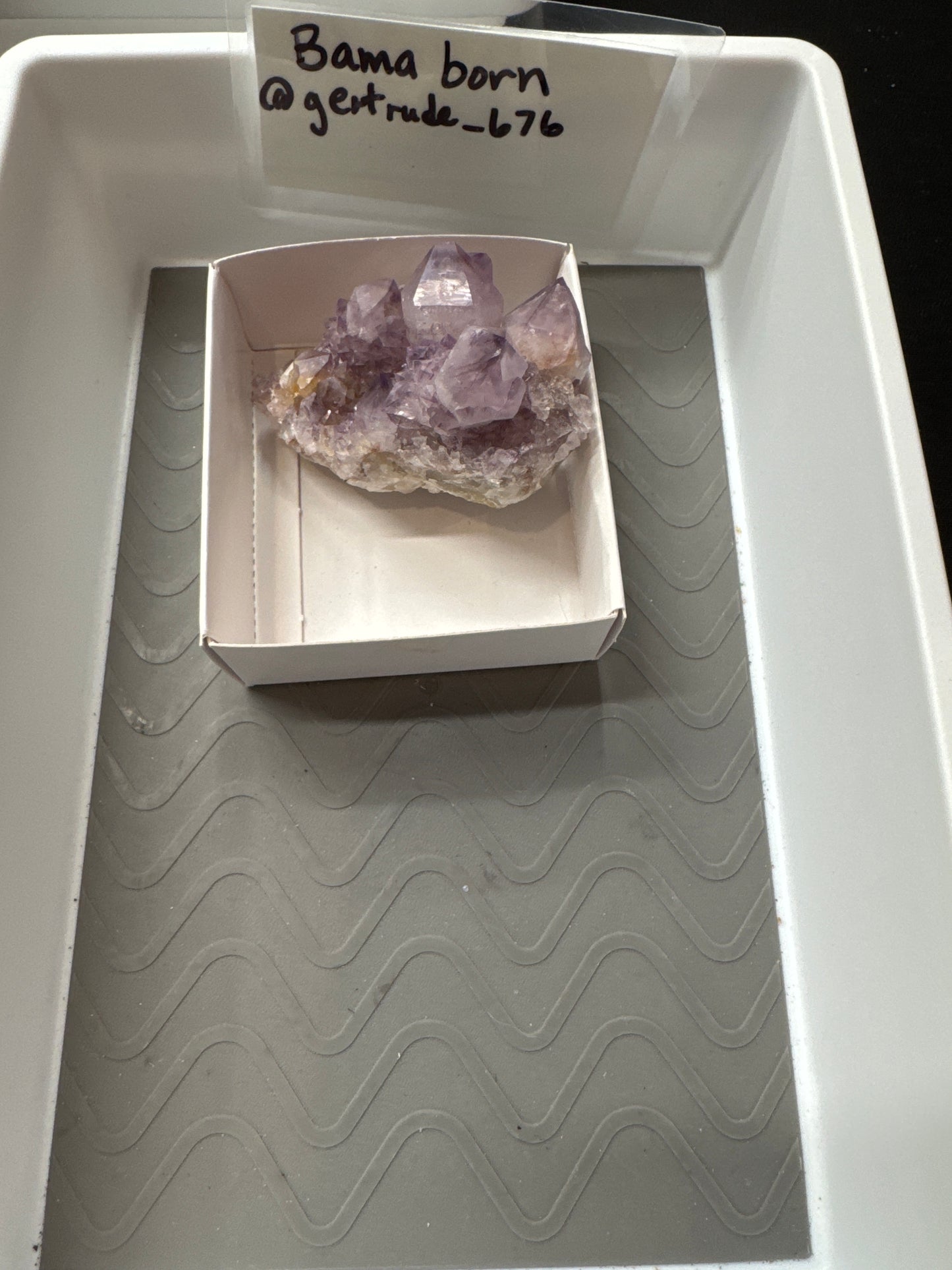 Live Sale - @Bama born 6/12/26