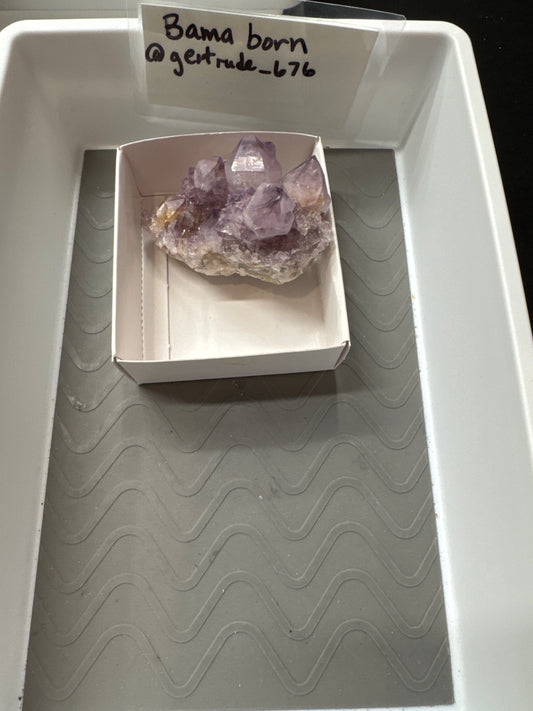 Live Sale - @Bama born 6/12/26