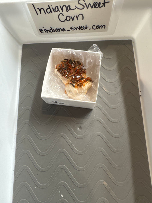 Live Sale - @indiana_sweet_corn 6/25/26